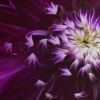 The-Art-of-Flower-Photography-By-Kathleen-Clemons-free-download