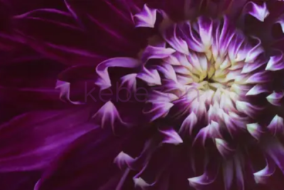 The-Art-of-Flower-Photography-By-Kathleen-Clemons-free-download