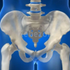 The-Hip-Symposium-Clinical-Medicine-Functional-Science-and-Applications-of-the-Hip-and-Trunk-By-Shane-Nho-free-download