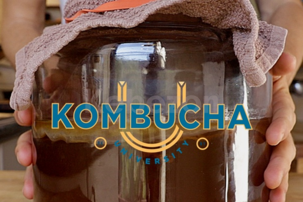 KombuchaU-By-Michael-Greenfield-free-download