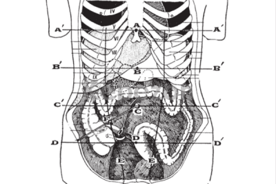 Visceral-Bodywork-Bundle-By-Marty-Morales-free-download